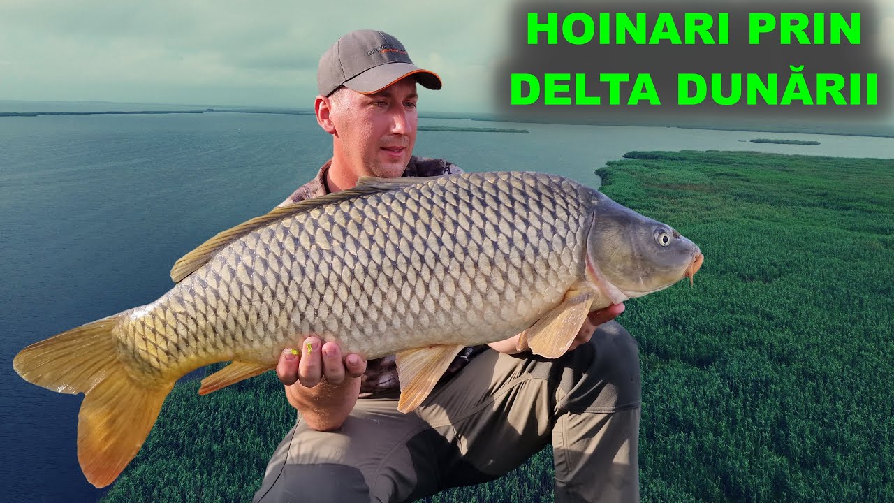 Pescuit la Crap pe Sălbatic / Boilies vs Mămăligă