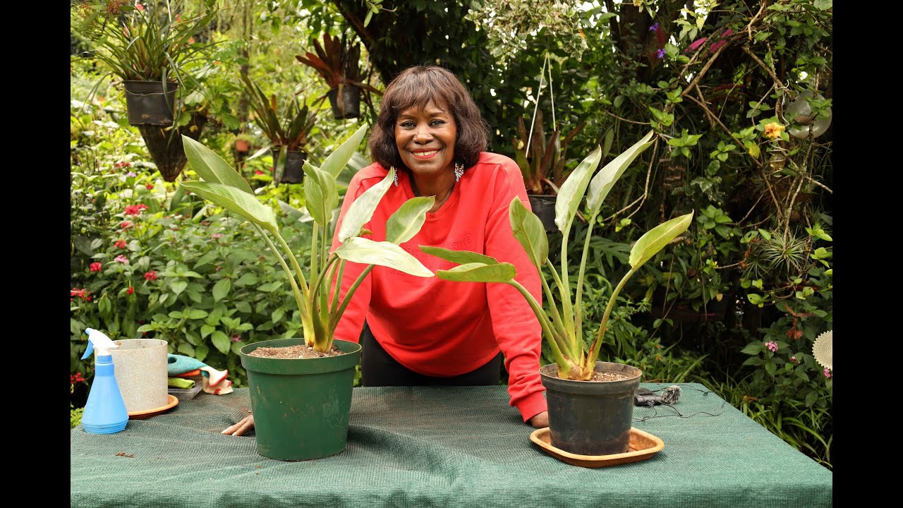 Strelitzia Reginae, Bird of Paradise: Repotting and Propagation by Division.