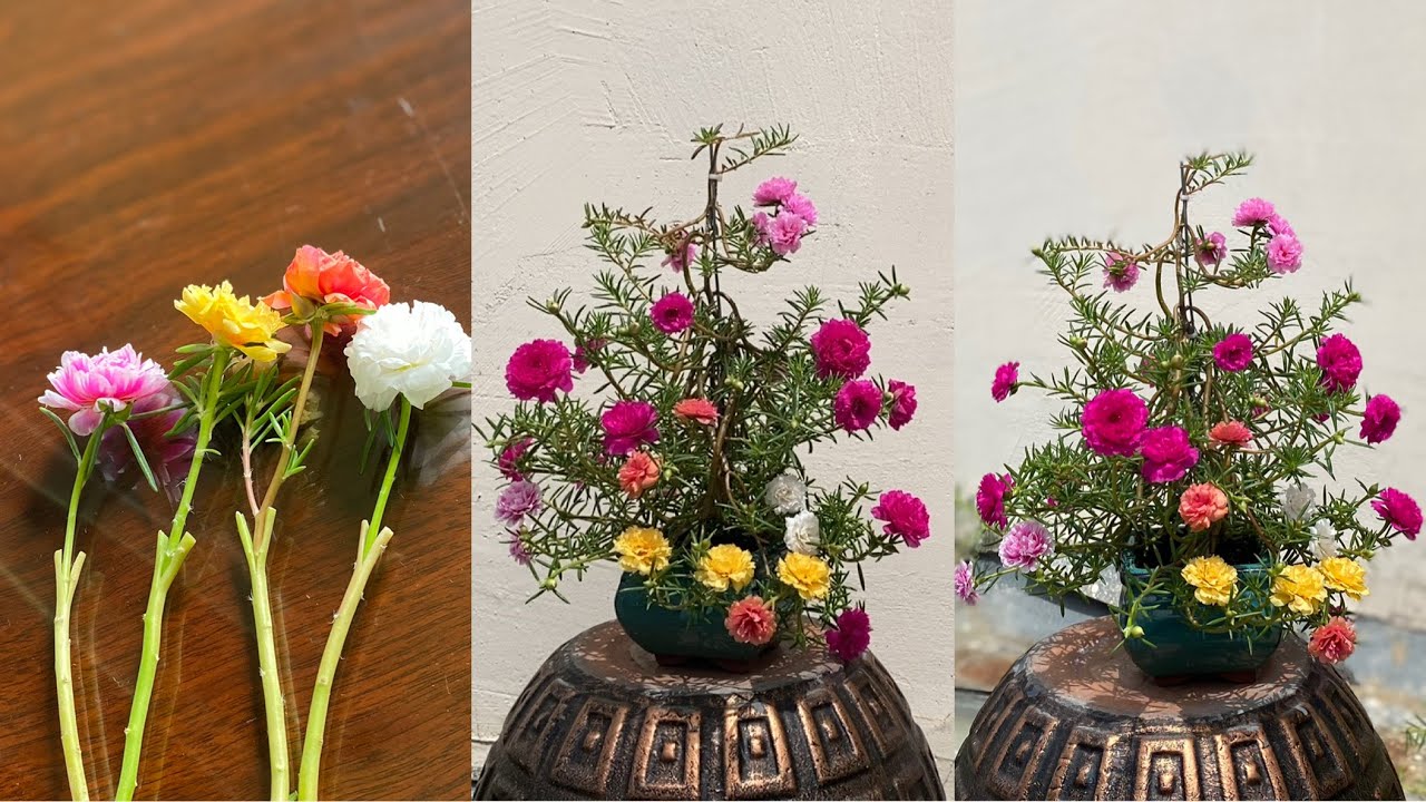 Sáng Tạo Ghép Hoa Mười Giờ Nhiều Màu Trên Một Cây Làm Bonsai Ra Hoa Đẹp Tuyệt Vời