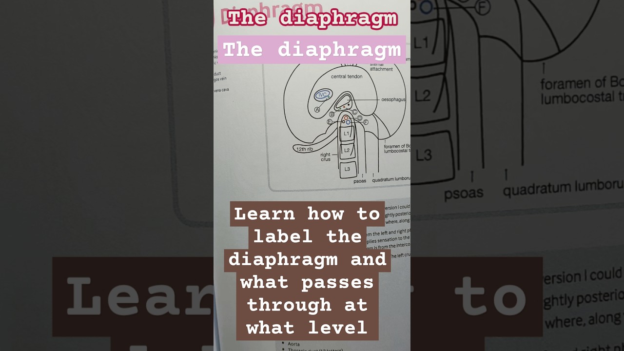 Dr Fox quick draw anatomy: The diaphragm, learn how to draw anatomy with me