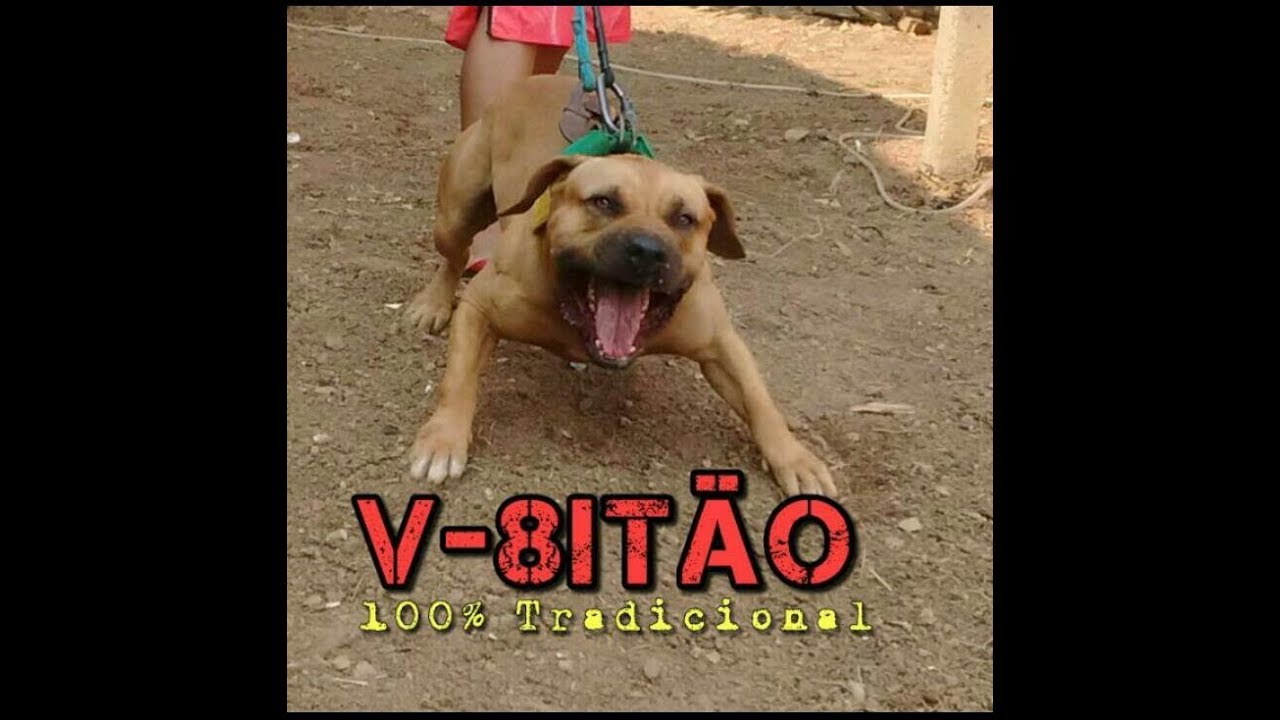 PIT BULL ORIGEM do SURGIMENTO da Raça A.P.BT.
