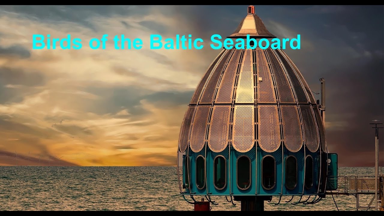 Birds of the Baltic Seaboard