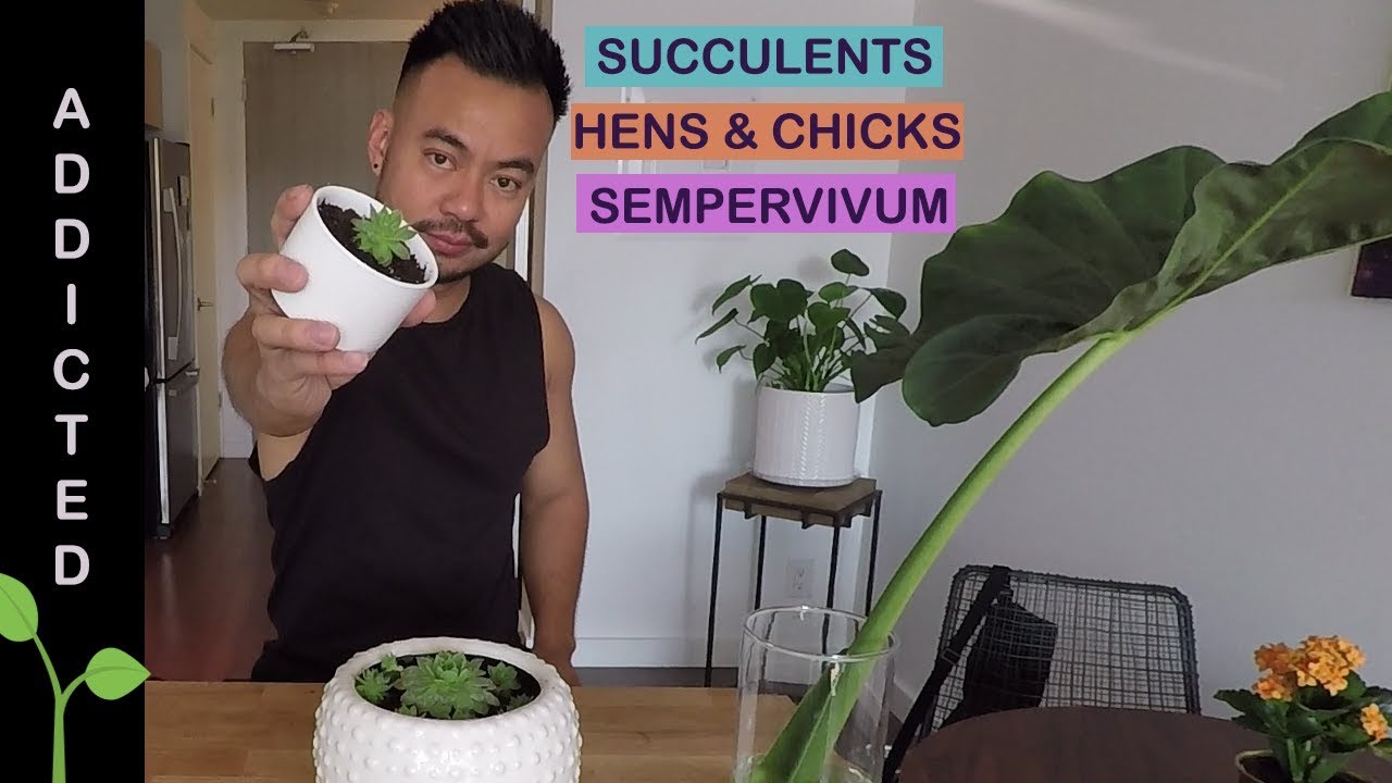 Succulents - Hens and Chicks