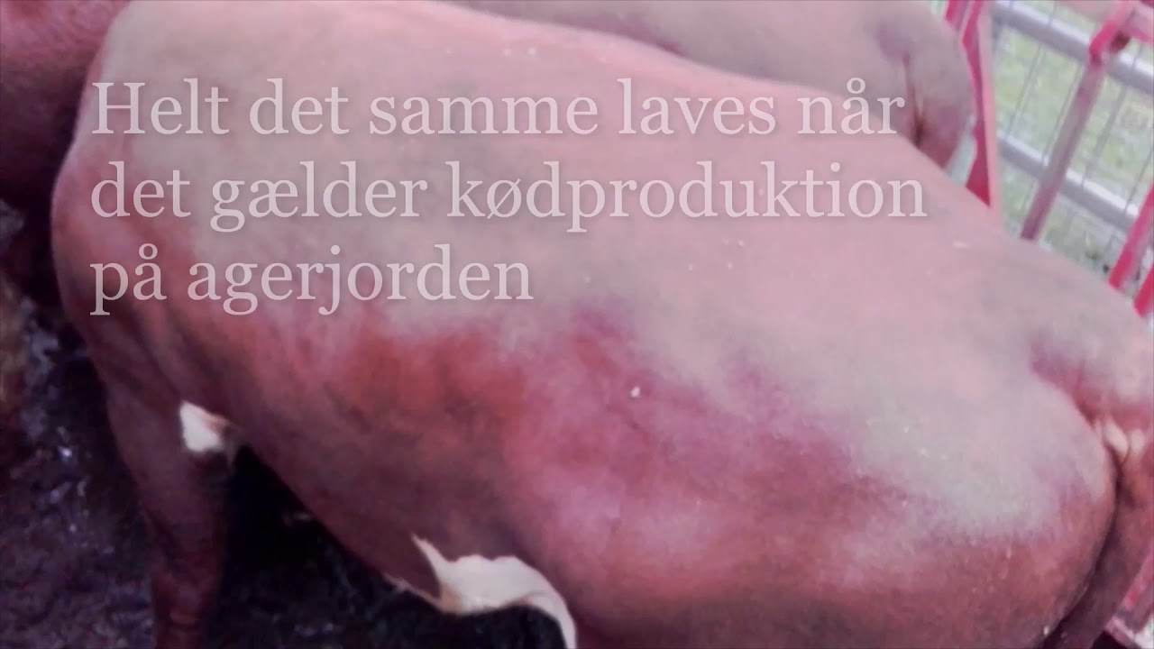 holistisk planlagt afgræsning