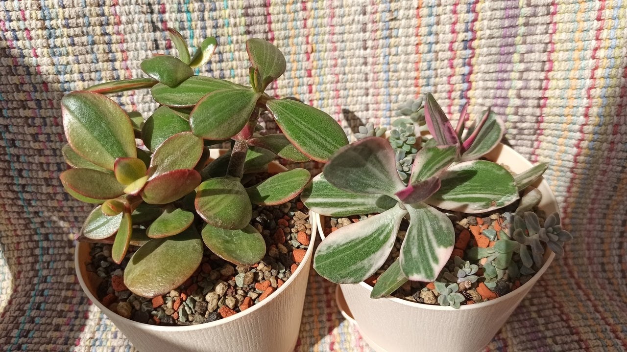 КРАССУЛЫ в моей коллекции 🌱Новинки от Оли✨