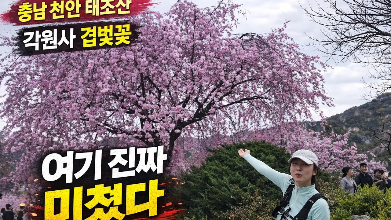 충남천안태조산/집뒤에 다들 이런산하나쯤 있으시죠? / 각원사/좌불상 /겹벚꽃/ 수양벚꽃