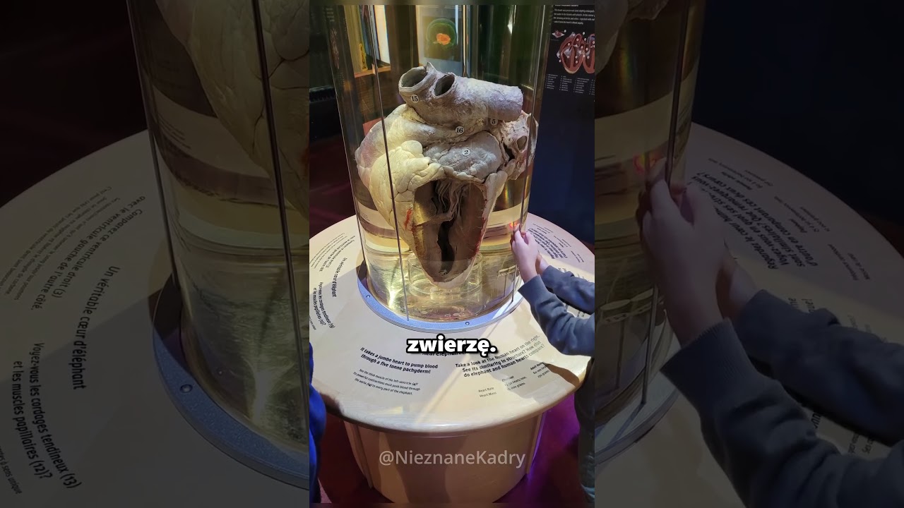 Rzadkie zdjęcia, kt&oacute;rych prawdopodobnie nigdy nie widziałeś. Część 169 #shorts #niesamowite