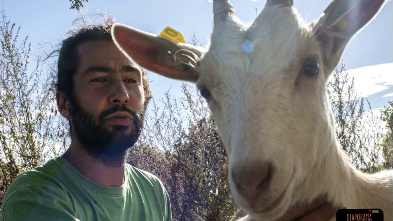 Un berger dans la ville