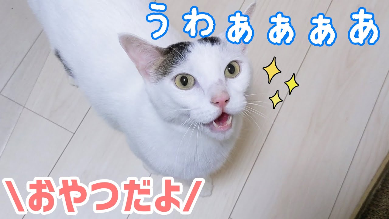 おやつの日になると嬉しくてこうなります！