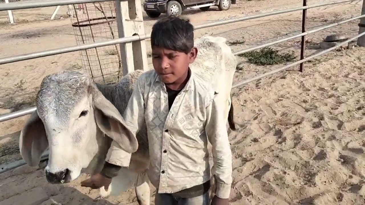 गौमाता के साथ संतो का जीवन 