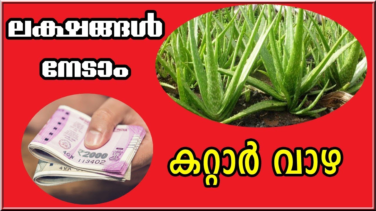 How To Get Earn Money By Aloe Vera Business ലക്ഷങ്ങൾ നേടാം കറ്റാർവാഴ കൃഷിയിലൂടെ