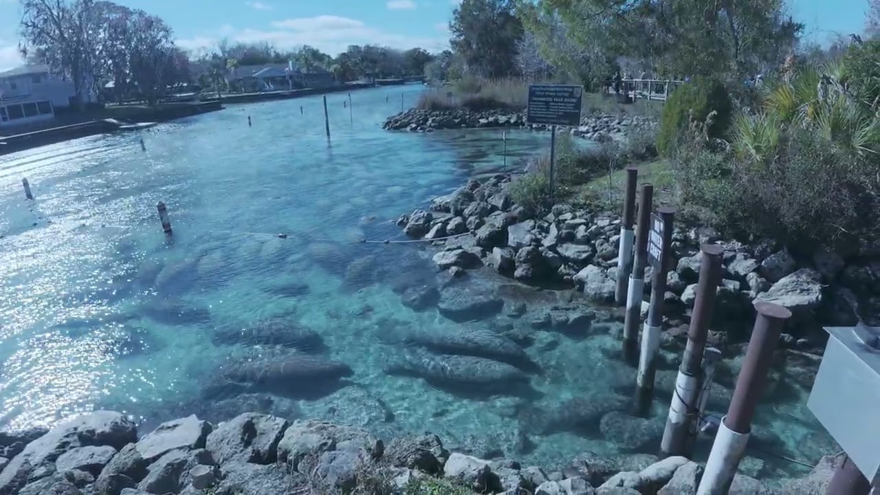 Our Adventure with the Manatees