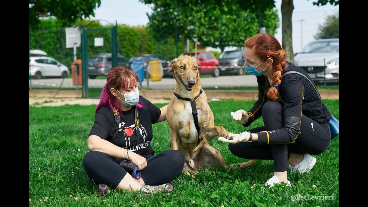 QUI E' DOVE TUTTO HA INIZIO! Adozione Levrieri - Pet Levrieri Onlus