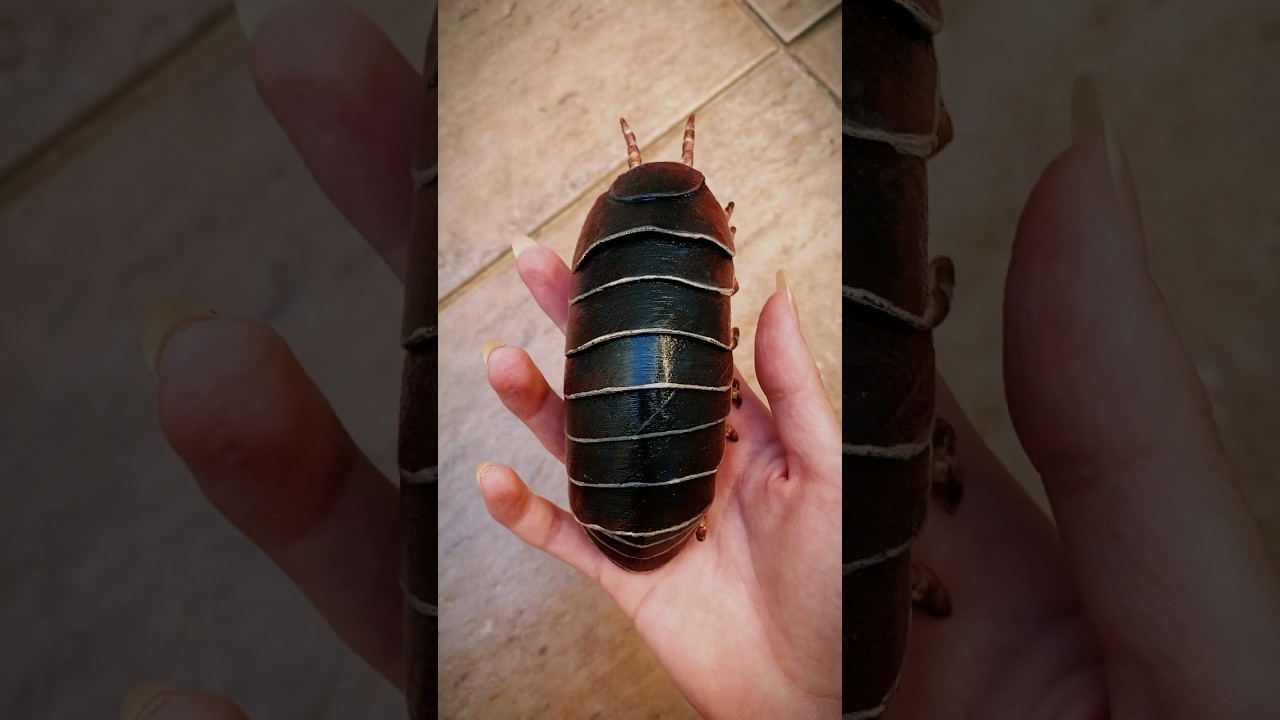 Ent&atilde;o eu fiz um TATU BOL&Atilde;O? #art