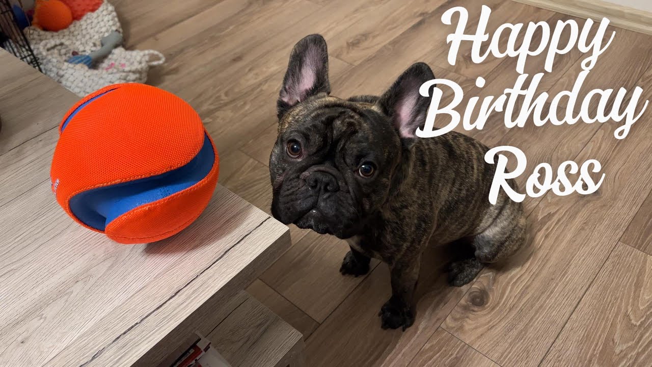 Happy birthday Ross | French bulldog
