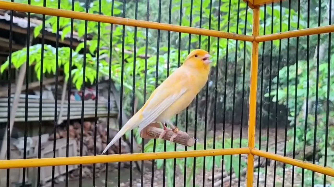 Belgian Canary Training That Makes Birds Sing Together