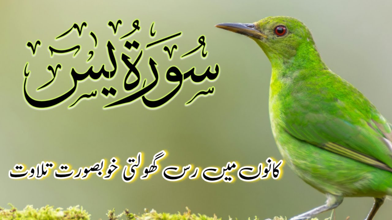 Surah Yaseen (Yasin) | Ep 010 | Best Recitation | سورہ یٰس | Quran Tilawat |