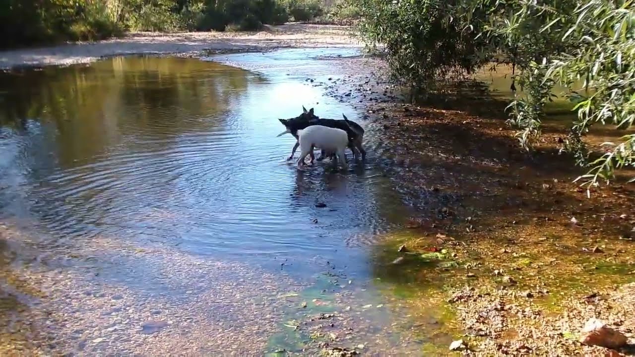 Playing in Nature: Young German Shepherds at Sinking Creek