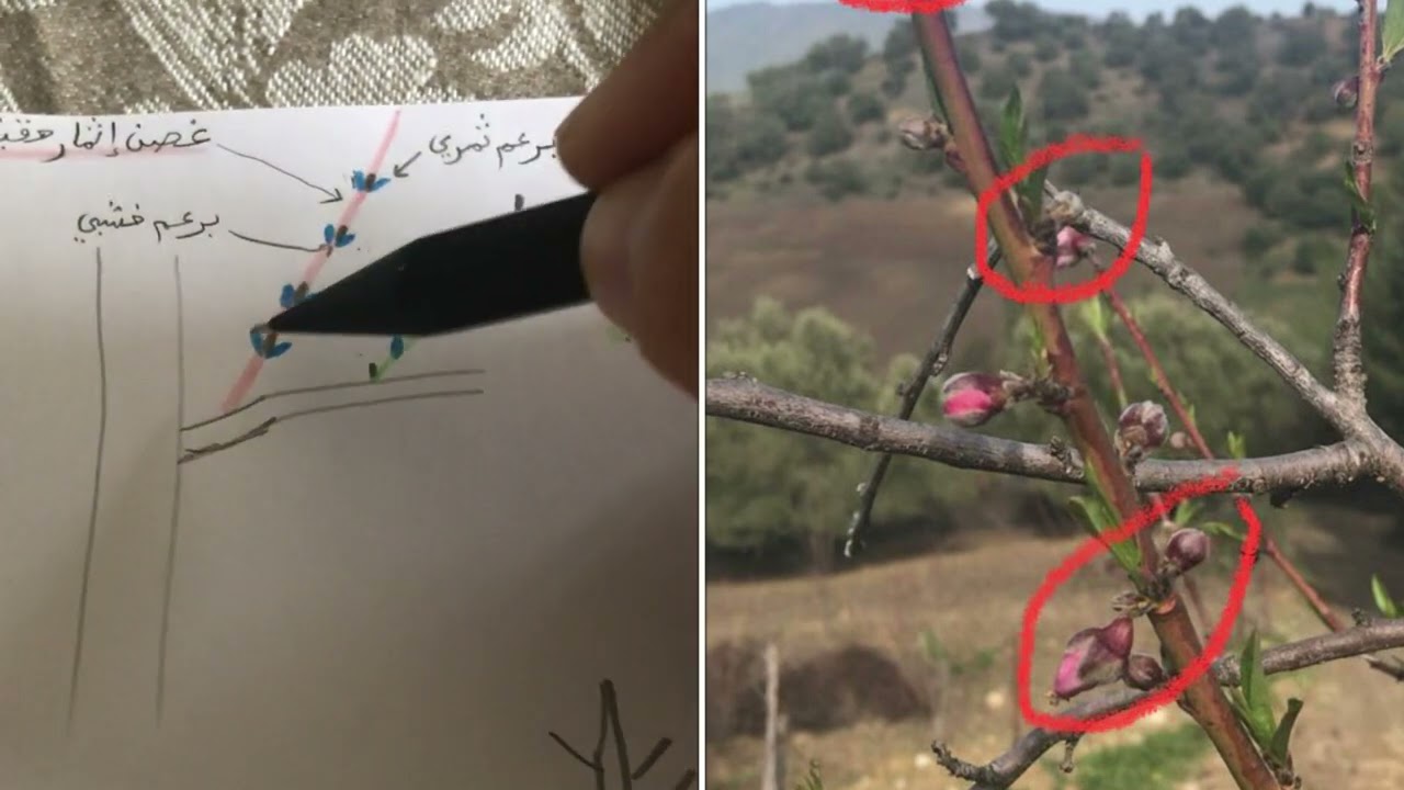 تقليم الدراق أو الخوخ و النكتارين حسب الطريقة الألمانية