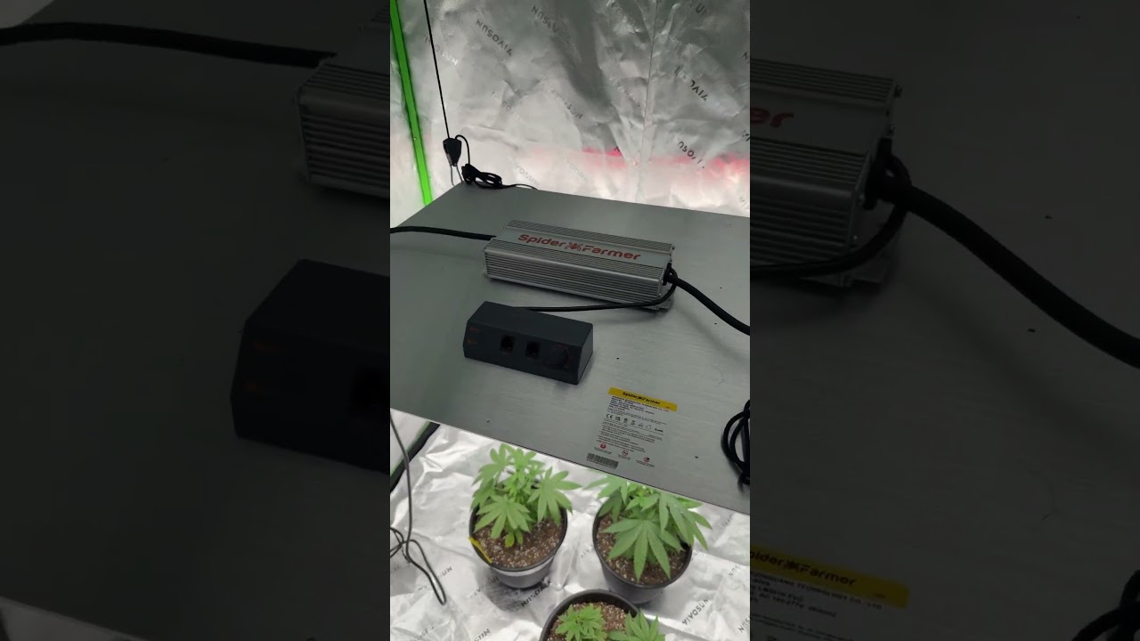 SPIDER FARMER! SF4000. Amazing buds!