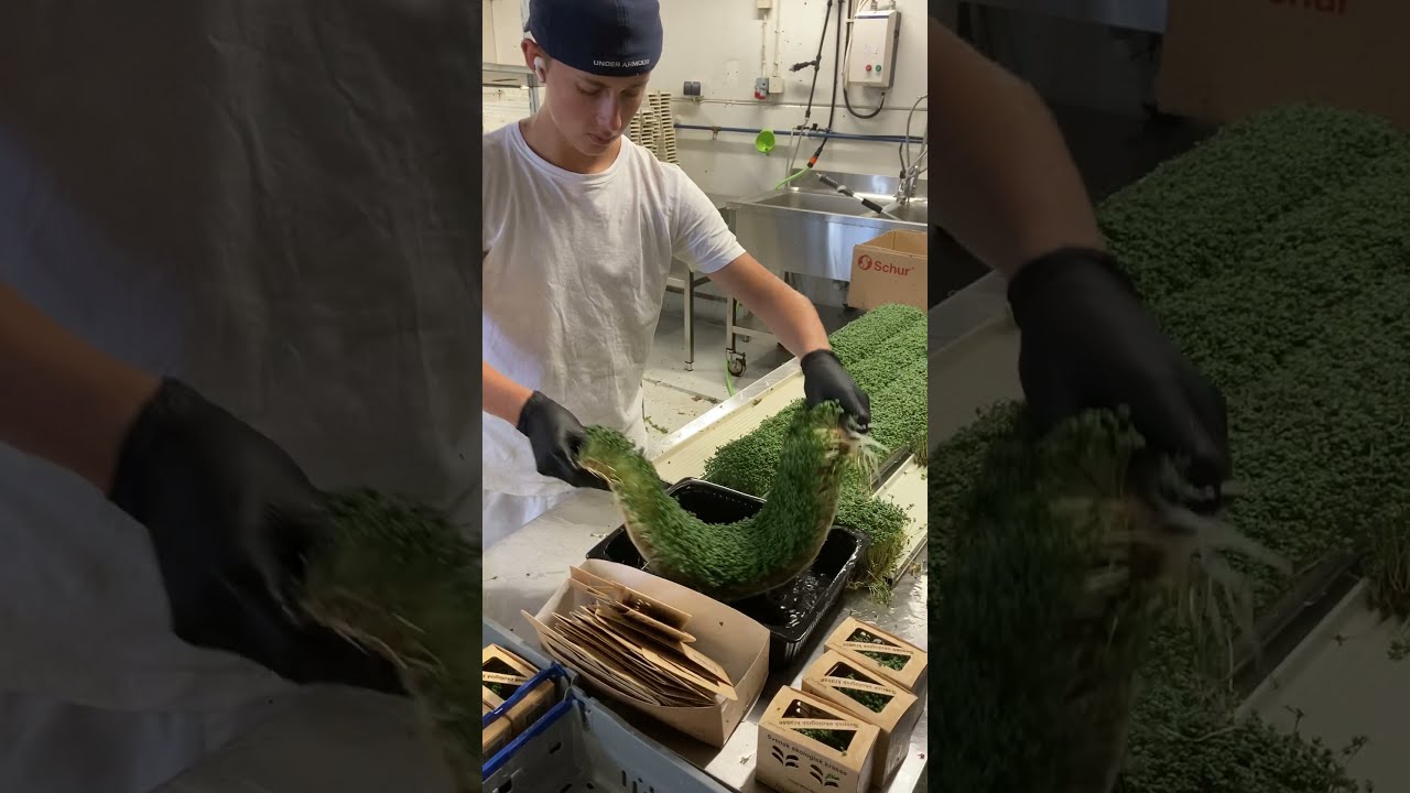 Indoor Hydroponic Microgreen Production