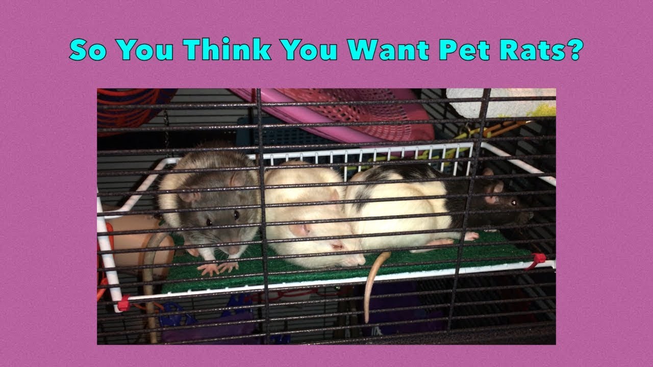 So You Think You Want Pet Rats?