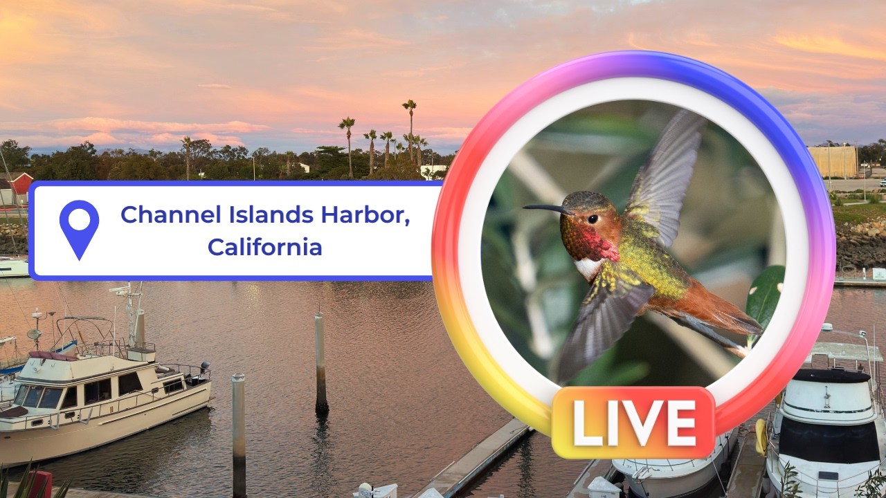 Coastal Café - 24/7 Live Harbor Cam | Channel Islands Harbor, California