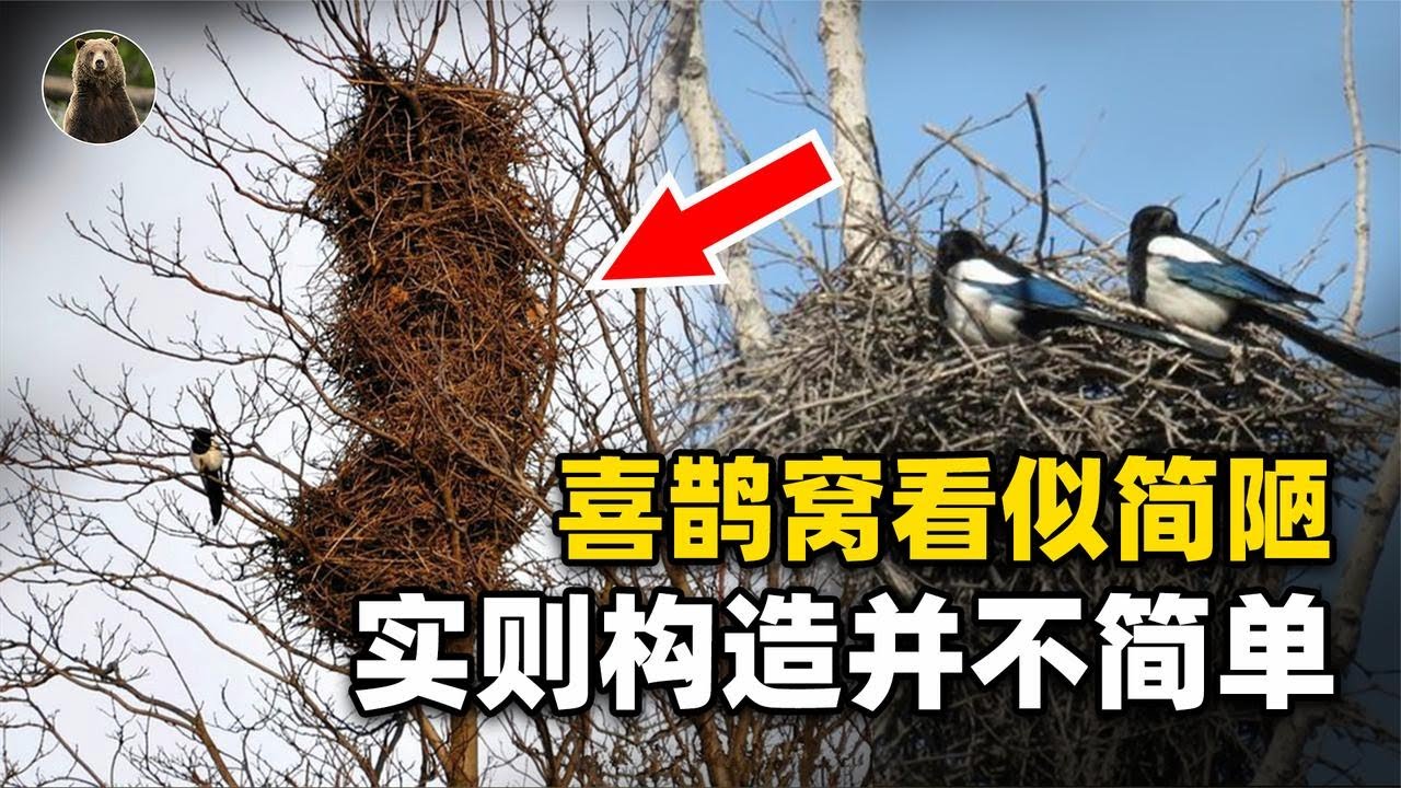 为什么喜鹊窝不怕雨雪？外部粗糙简陋，内部却暗含&ldquo;黑科技&rdquo;！【万物灵】