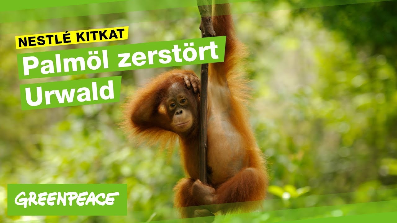 Warum KitKat schlecht für Orang-Utans ist