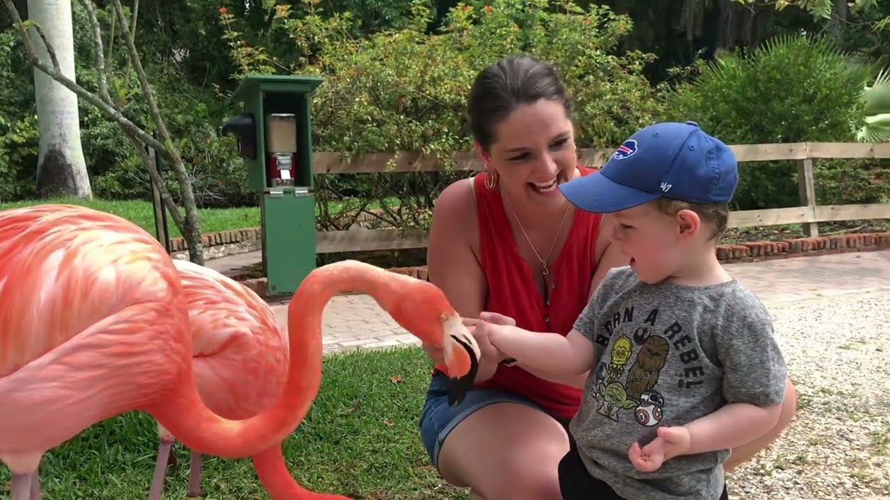 Sarasota Jungle Gardens:  Fun with Flamingos