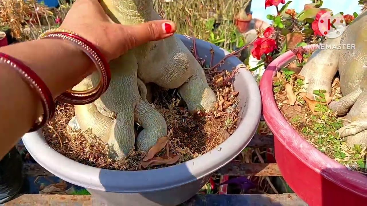  abhi Karen adenium mein yah kam jyada ful pane ke liye ll