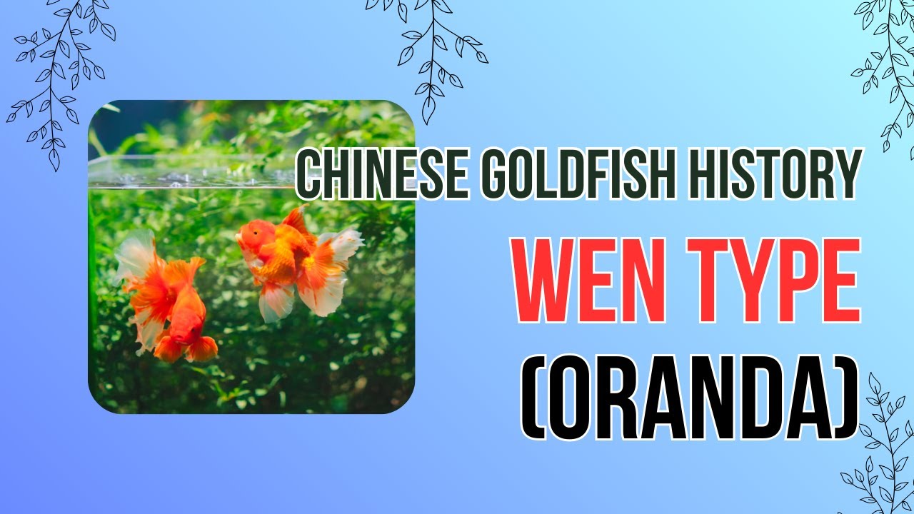 The History of Chinese Goldfish – Wen Type  (The Elegant Ancestors of Fancy Goldfish)