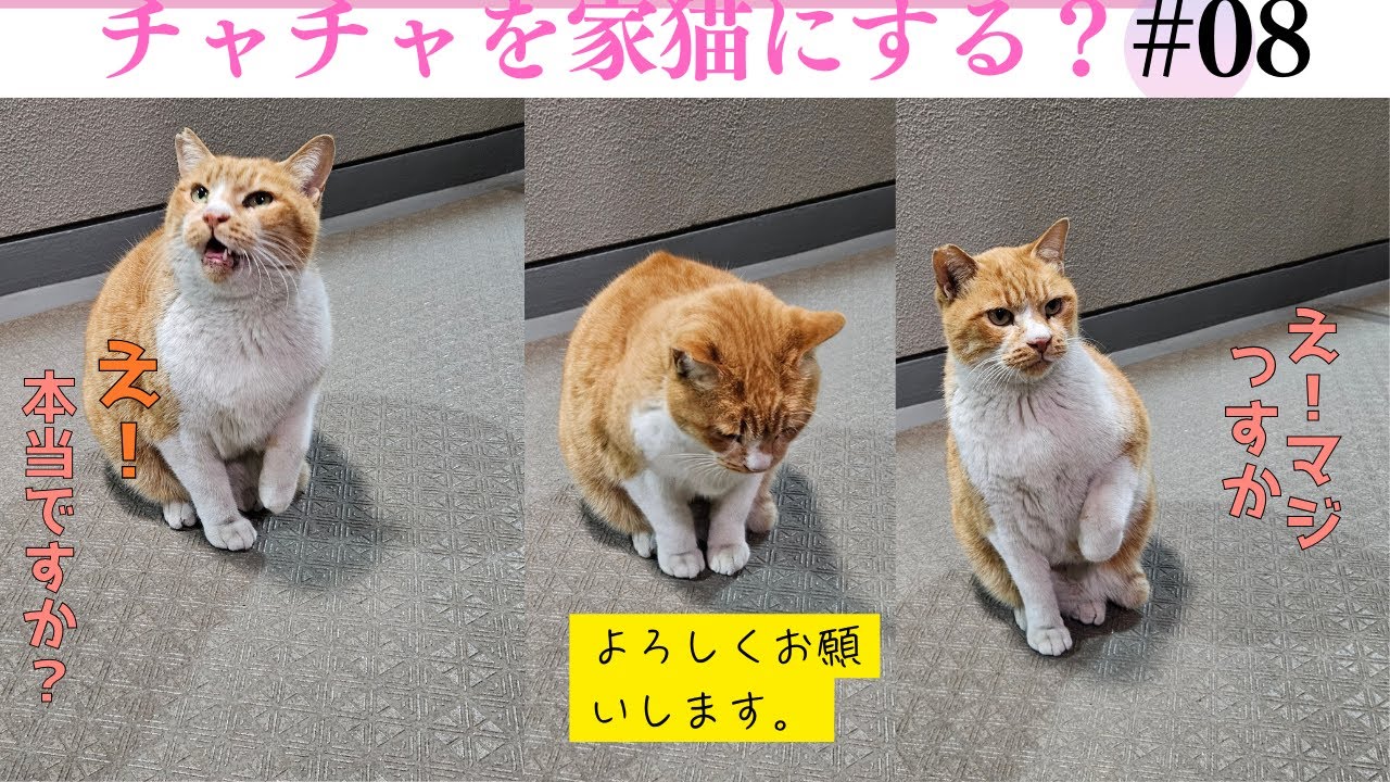 野良猫チャチャの物語、２ ‐ Clipchampで作成
