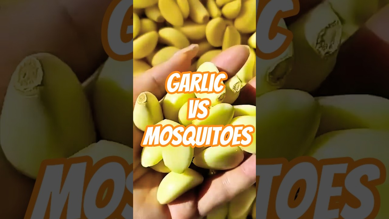 Garlic vs Mosquitoes?! 🧄🦟 The Weird Truth #shorts #facts #food #garlic #mosquitoes