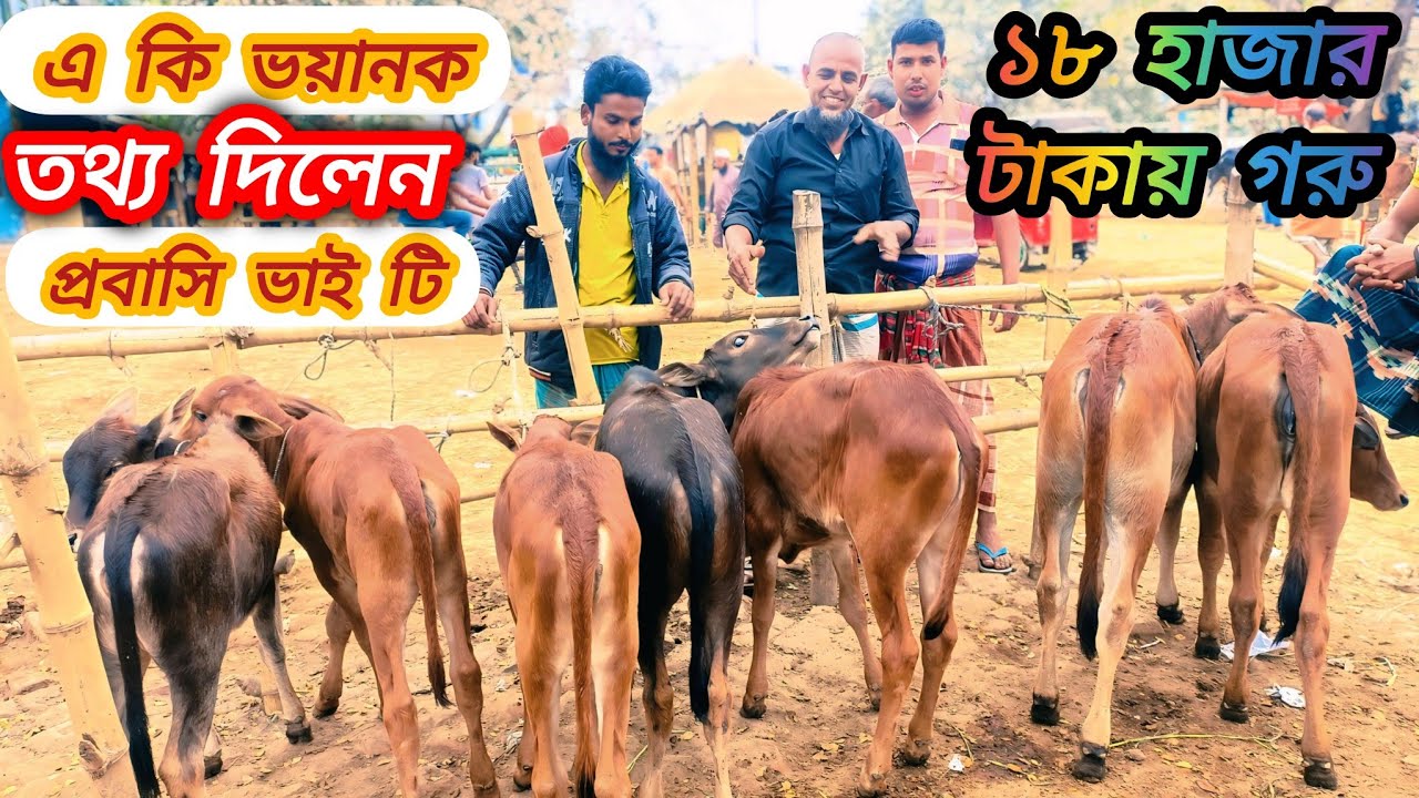 দেশি বকনা ও শাহীওয়াল বকনা বাছুর গরু কিনে এ কি ভয়ানক তথ্য দিলেন প্রবাসি ভাই টি #cow গরুর দাম
