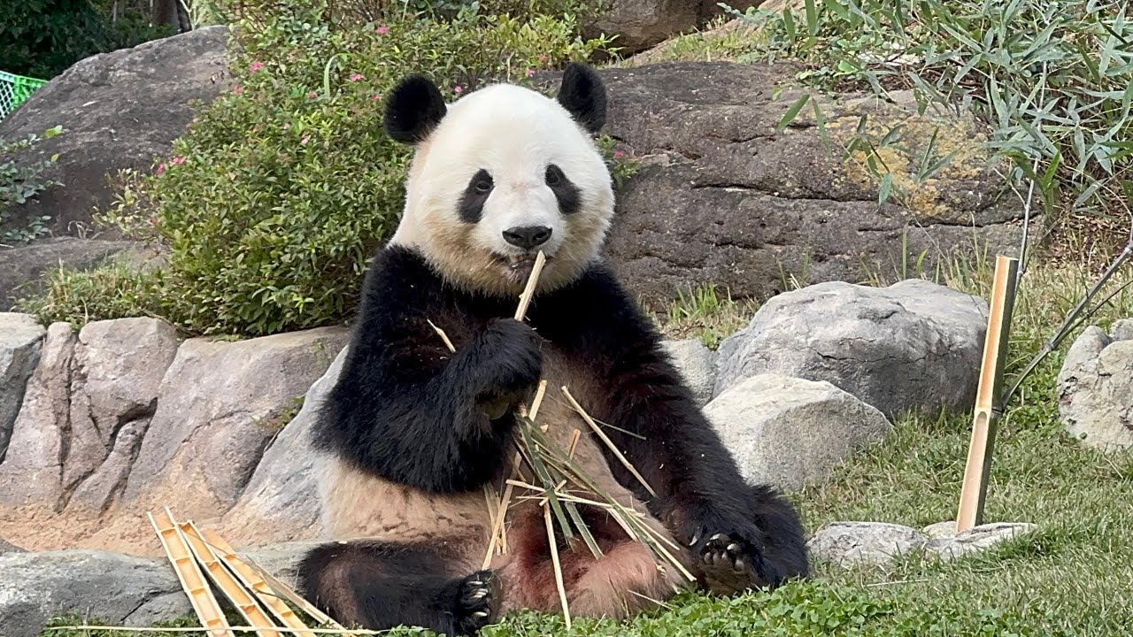 2025 上野動物園パンダ「可愛いい シャオシャオとレイレイのまったり日記」