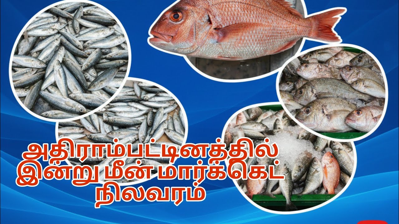 அதிராம்பட்டினத்தில் இன்று 05-02-2026 மீன் மார்க்கெட்டில் குவிந்துள்ள மீன்கள்