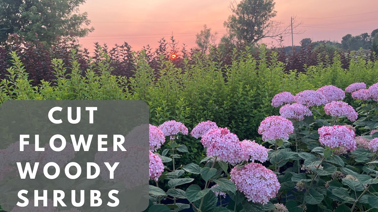 Why Woody Shrubs are a Game-Changer for my Flower Farm