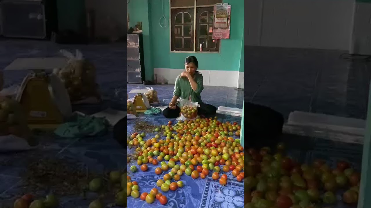 Today I'm sorting tomatoes to send to the market.