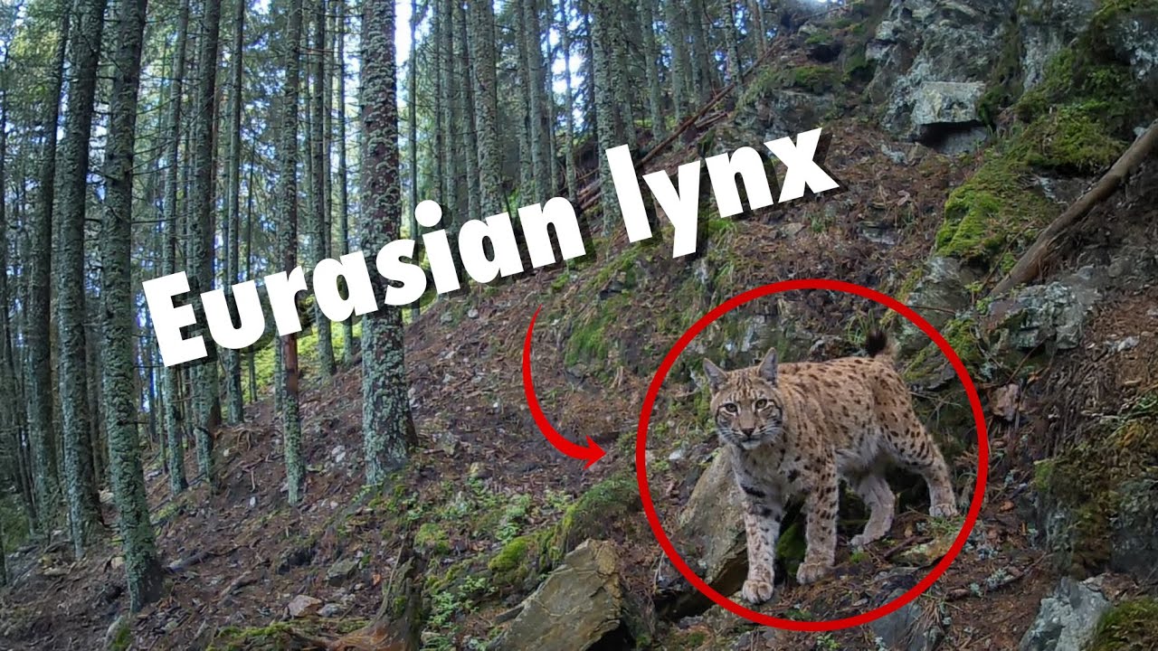 Život hôr | Fotopasca Západné Tatry