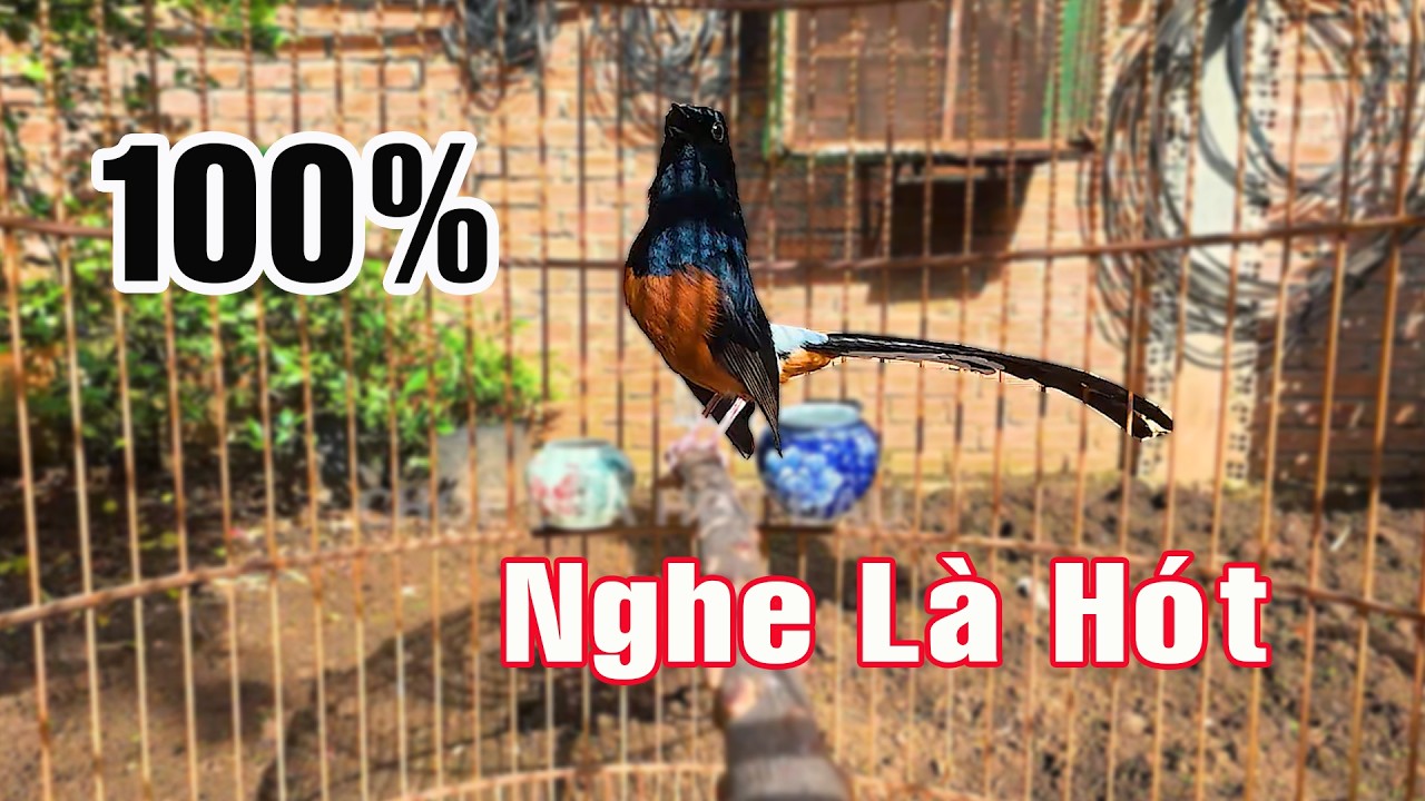 🔥 LUYỆN Chòe lửa HÓT GIỌNG RỪNG DÀI CỰC HAY kích lửa cực sung/Tiếng choè lửa hót giọng rừng