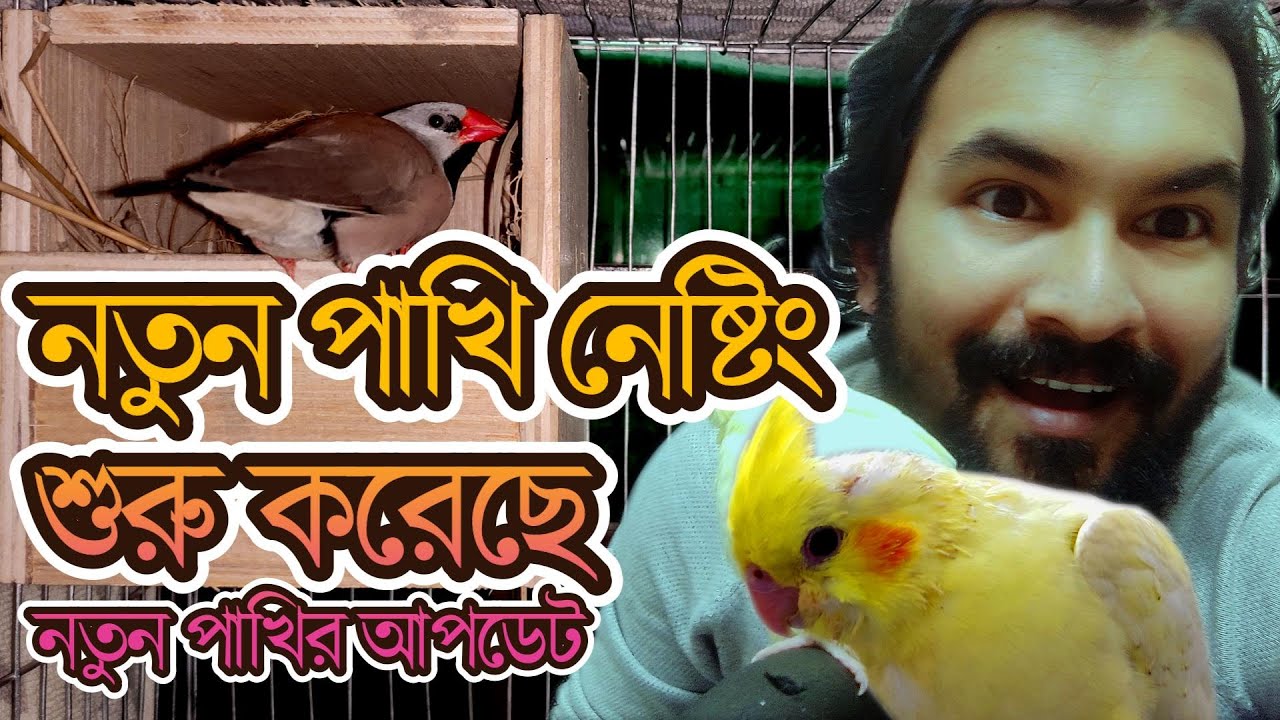 আমার ফিঞ্চ পাখীগুলো বাসা বানিয়েছে | কোকাটেল পাখি টেম | MiNi Clips Audio ▶️