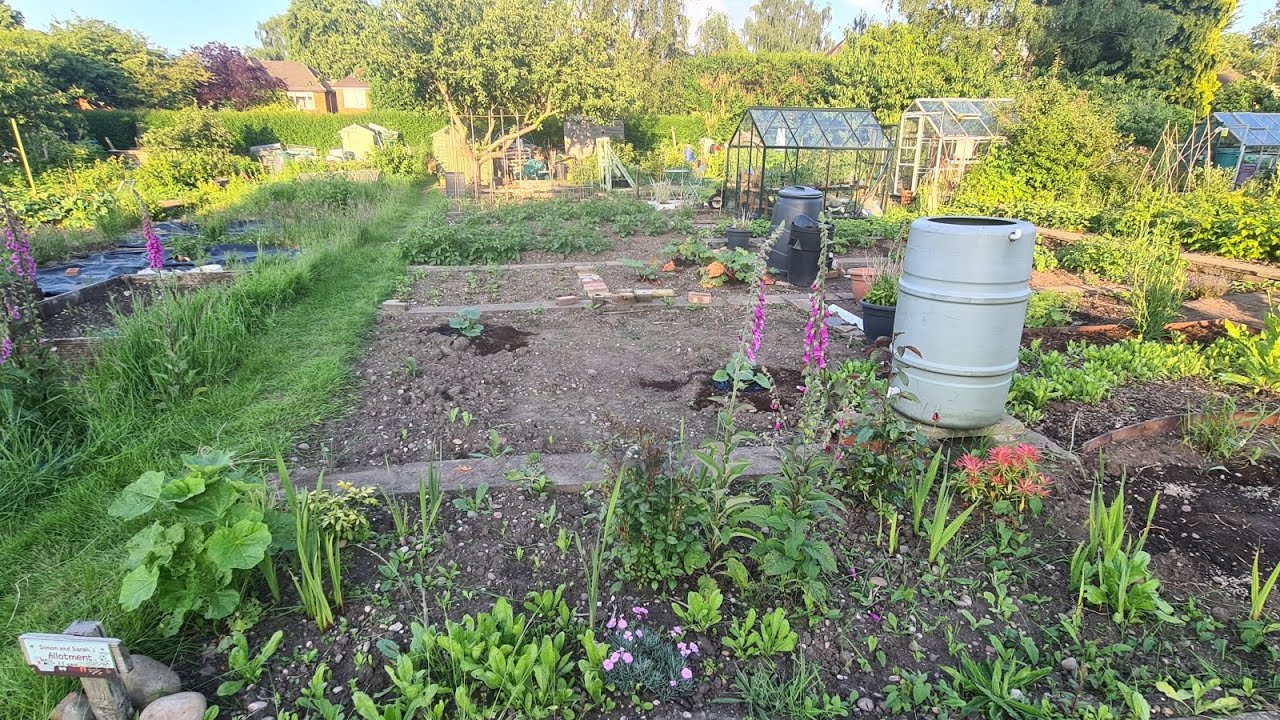 Battered by Slugs..  Planting Pumpkins, sweetcorn growth June plot tour