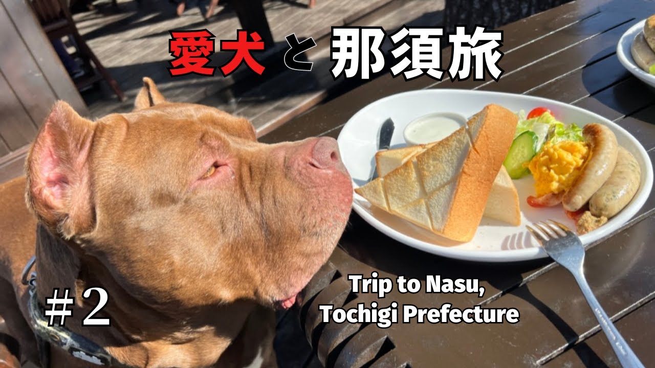 【犬連れ車中泊旅】#2 栃木県 那須の大人気パン屋さん