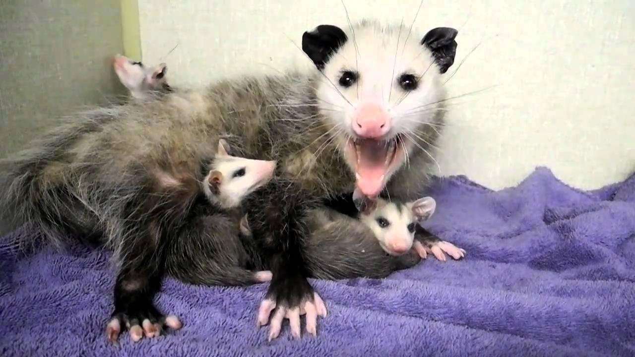 Mother Opossum and Babies 2