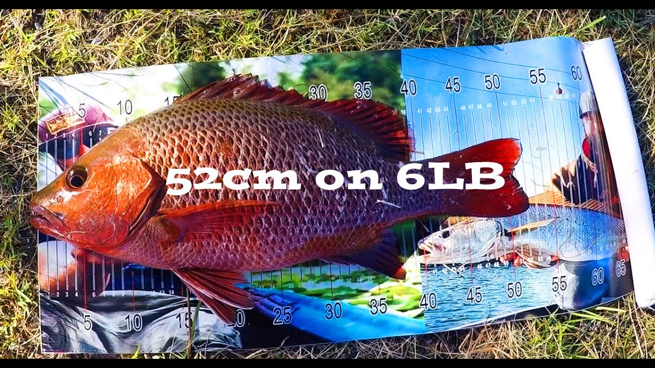 BIG MANGROVE JACK ON 6LB!!!! INSANE FIGHT!