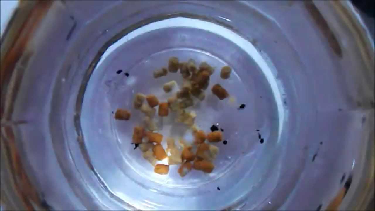 Soaking Saki Hikari Time Lapse