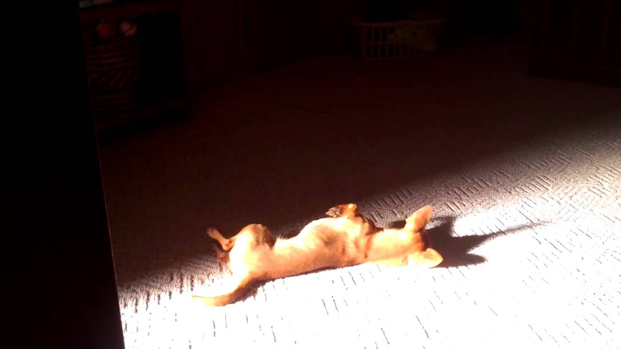 Sunshine dog