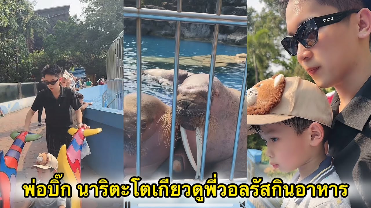 พ่อบิ๊ก น้องนาริตะโตเกียวดูพี่วอลรัสตัวอ้วนๆ