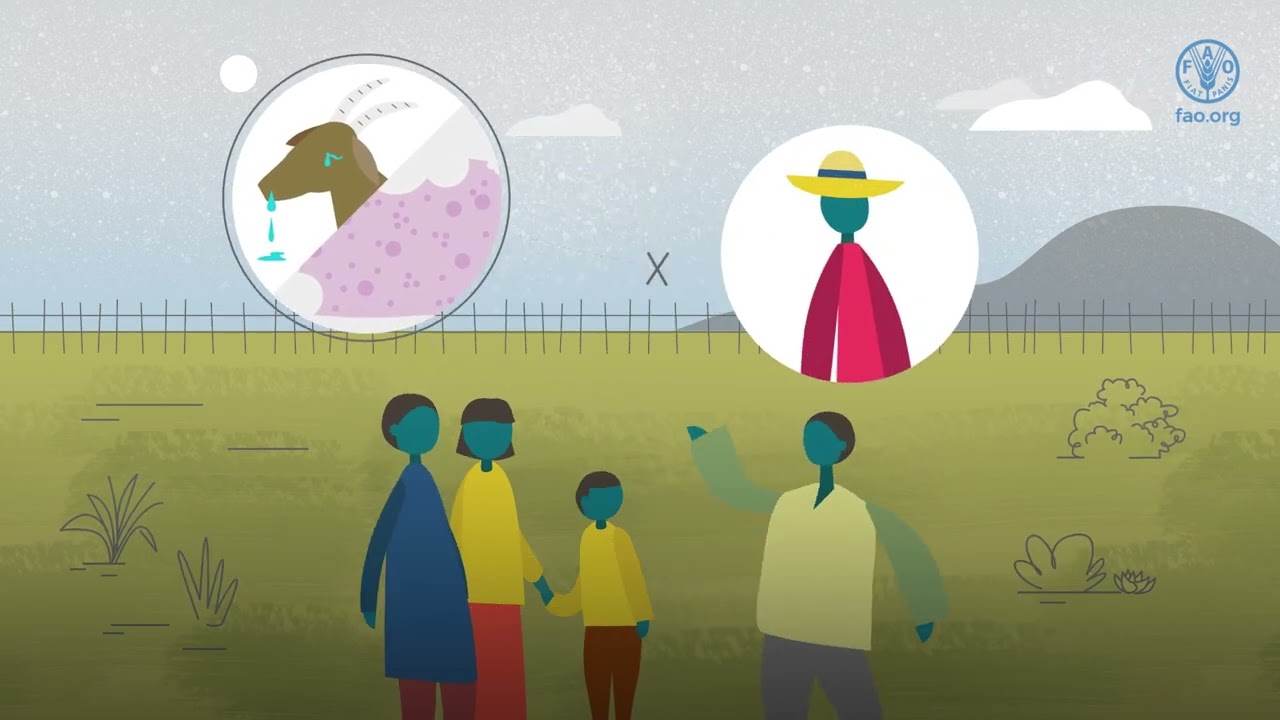 What you need to know about sheep pox and goat pox